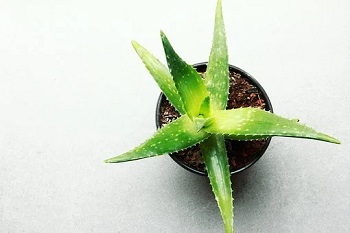 aloe-2Bvera-2Bjuice-2Bbusiness.jpg